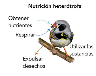 nutrición heterótrofa en animales